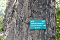 Bark-of-Sal-tree