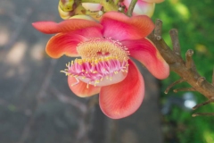 Flower-of-Sal-tree