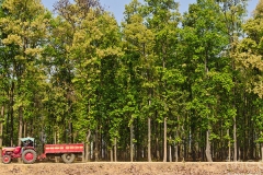 Forest-of-Sal-tree