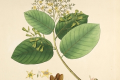 Illustration-of-Sal-tree