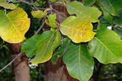 Leaves-of-Sal-tree