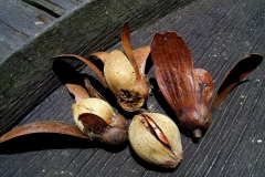 Ripe-fruits-of-Sal-tree