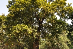 Sal-tree