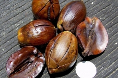 Seeds-of-Sal-tree