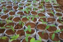 Salacia-reticulata-seedings