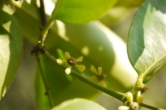 Salacia-reticulata-flower