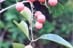 Salacia-reticulata-fruit