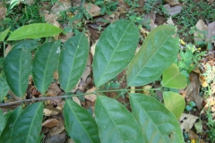 Salacia-reticulata-leaves