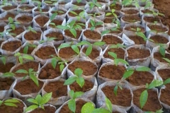 Salacia-reticulata-seedings