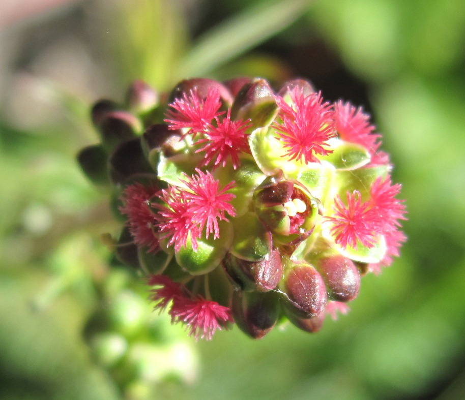 Closer-view-of-flower-of-salad-burnet