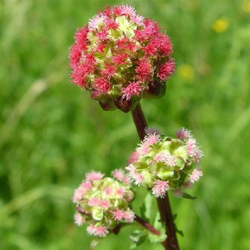 Flower-of-salad-burnet