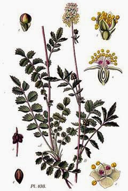 Plant-Illustration-of-salad-burnet