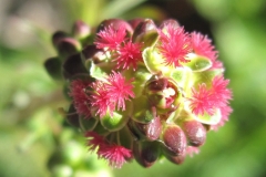 Closer-view-of-flower-of-salad-burnet
