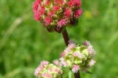 Flower-of-salad-burnet