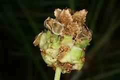Fruit-of--Salad-Burnet