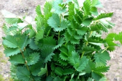 Leaves-of-Salad-Burnet