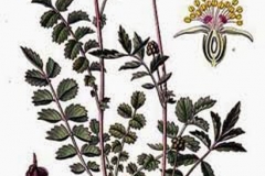 Plant-Illustration-of-salad-burnet