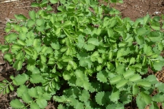 Salad-Burnet-plant