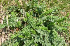 Salad-burnet-plant-growing-Wild