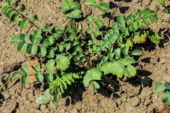 Small-Salad-burnet-plant