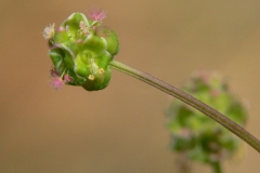 Stem-of-Salad-Burnet-plant