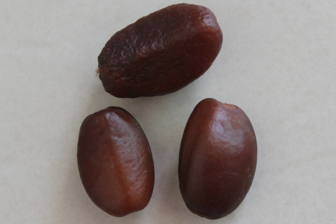 Salak-fruit-seeds