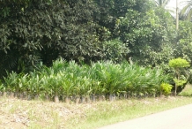 Salak-fruit-farm