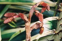 Salak-fruit-flower