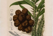 Salak-fruit-illustration