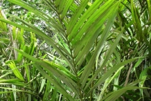 Salak-fruit-leaves