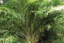 Salak-fruit-plant