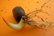Salak-fruit-seedlings