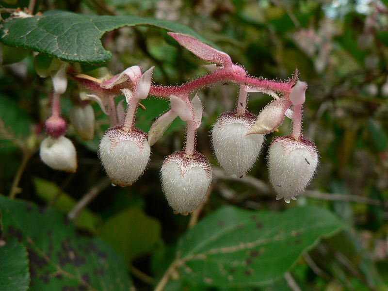 Flowers-of-Salal