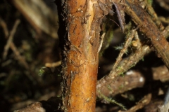 Bark-of-Salal