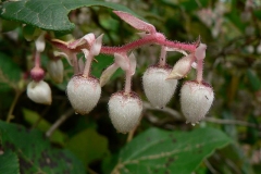 Flowers-of-Salal