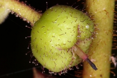 Immature-fruit-of-Salal