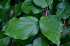 Leaves-of-Salal