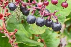 Mature-Fruits-of-Salal