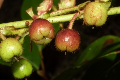 Maturing-Fruits-of-Salal