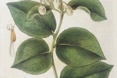 Plant-Illustration-of-Salal