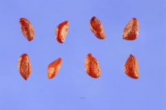 Seeds-of-Salal