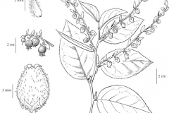 Sketch-of-Salal