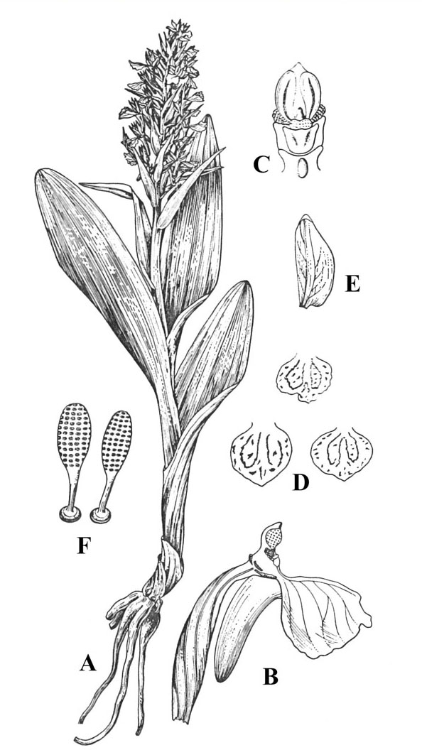 Plant-Illustration-of-Salam-panja