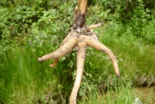 Roots-of-Salam-Panja