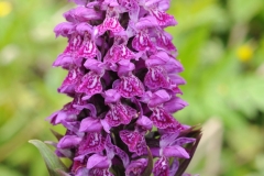 Flower-of-Salam-panja