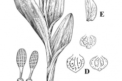Plant-Illustration-of-Salam-panja