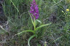Salam-panja-Plant