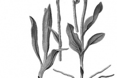 Sketch-of-Salam-panja