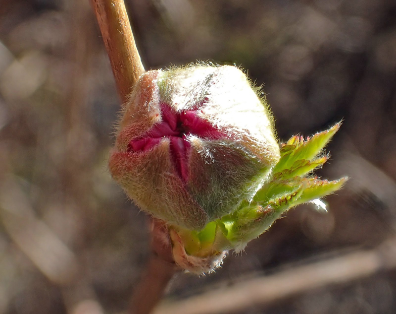 Flower-bud-of-Salmonberry