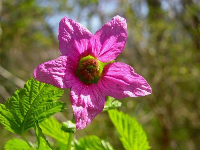Salmonberry-close-up-flower